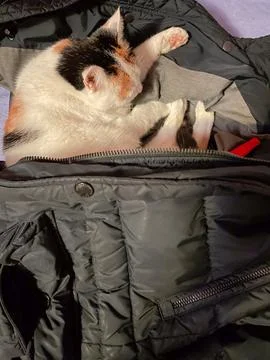 Cat sleeps in jacket. Tri-colored cat sleeping peacefully cat nap Stock Photos