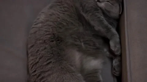 The cat sleeps near the sofa, camera from bottom to top Stock Footage 267881448