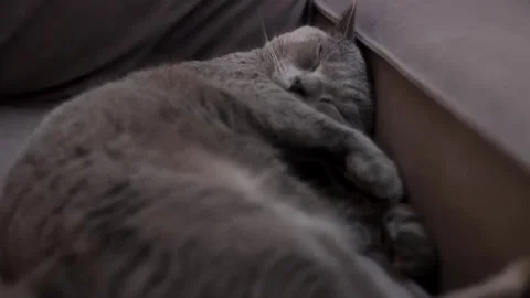The cat sleeps next to the sofa Stock Footage 267880882