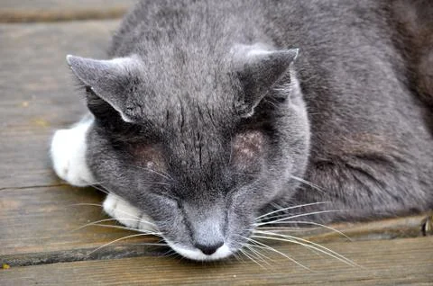 Cat sleeps 스톡 사진