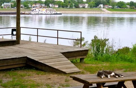 Cat sleeps Stock Photos
