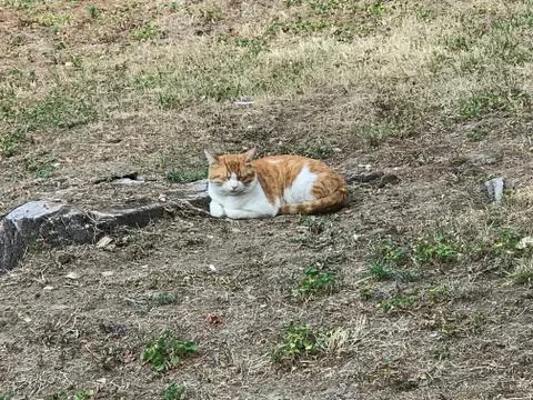 The cat sleeps quietly Stock Photos