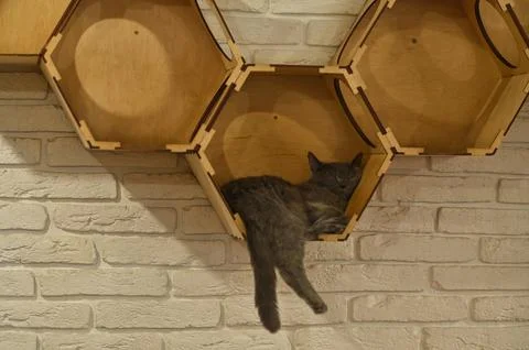 A cat sleeps on a shelf Stock Photos