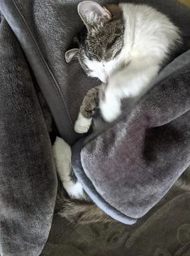 Cat sleeps on the sofa. Stock Photos