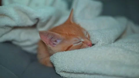 A cat sleeps on a soft blanket, enjoying a moment of rest in a cozy indoor Stock Footage 339024870