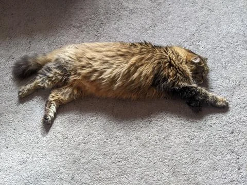 A cat sleeps stretched out on a carpet floor Foto stock