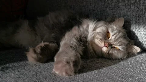 The cat sleeps sweetly on the gray sofa Video stock 145662209