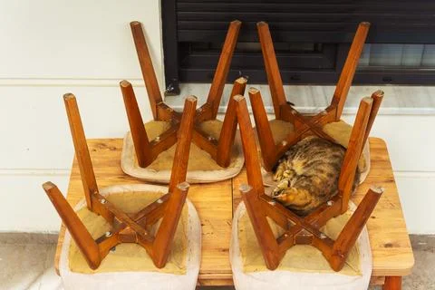 A cat sleeps on a table in a closed cafe Stock Photos