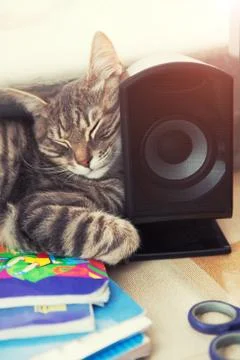 The cat sleeps on the table, laying its head on the sound column. A funny cat Stock Photos