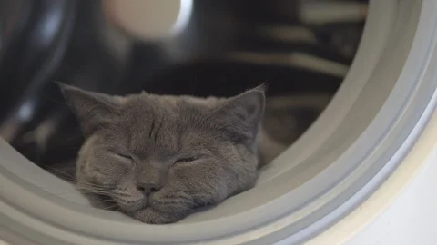 Cat sleeps in washing machine Video stock 108732940