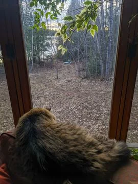 A cat sleeps by a window looking out to a forest and lake Stock Photos