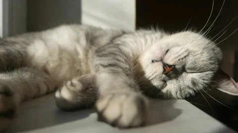 The cat sleeps on the windowsill Video stock 58466465