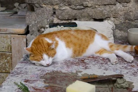 Cat sleeps on a workbench in a stone workspace with tools and materials around Stockfoto's