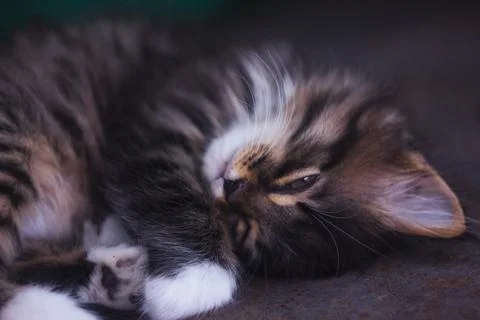 Cat sleeps wrapped in a ball Stock Photos