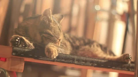 Cat on sleigh Stock Footage 26168043