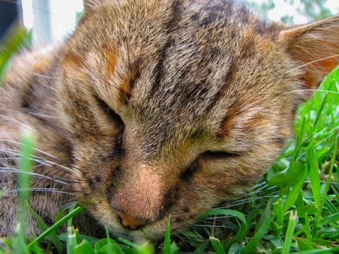 Cat is slepping Stock Photos