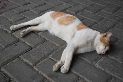 The Cat is Slipping Foto stock