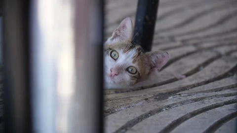 Cat slow motion 180fps Vidéo 132736572