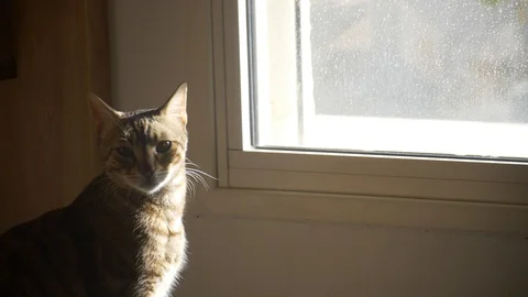 Cat in slow motion close up Stock Footage 86605370