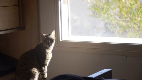 Cat in slow motion Stock Footage 86605109