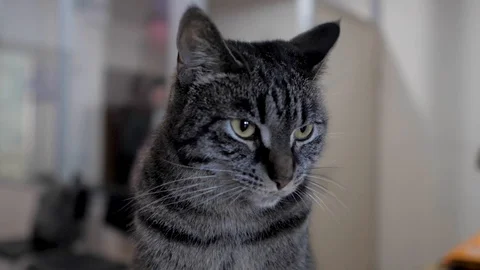 Cat slow motion Stock Footage 107435742