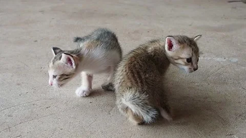 A cat slow motion Stock Footage 136474032
