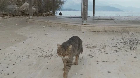 Cat slow motion walking Stock Footage 167373446