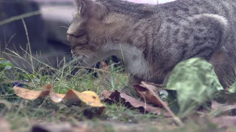 Cat in Slowmotion 500 fps 動画素材 93569919