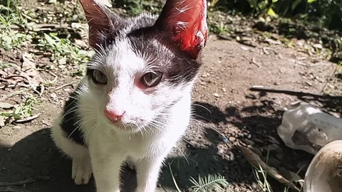 Cat slowmotion Stock Footage 266460792