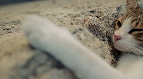 Cat slumbers in the sun Stock Footage 49807345