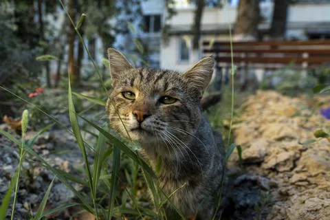 Cat in a small grass field 스톡 사진