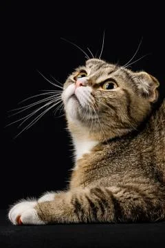 A cat with a smart look looking up. Stock Photos