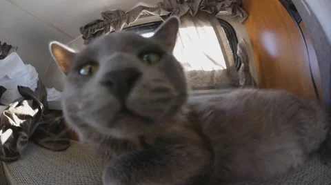 Cat smell the camera Stock Footage 47579482