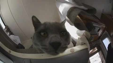 Cat smell the camera Stock Footage 47579770