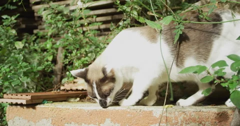 Cat smelling and exploring Stock Footage 143096628