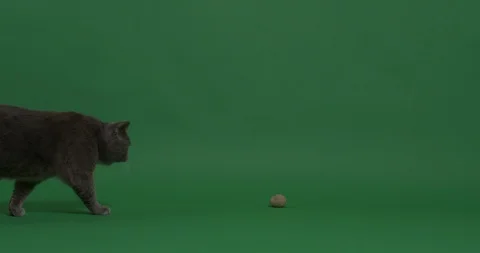 Cat smelling the ball Stock Footage 103003108