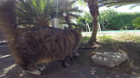 Cat Smelling The Camera Stock Footage