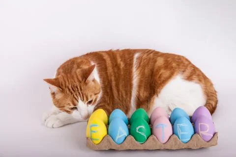 Cat smelling a carton of Easter eggs Stock Photos