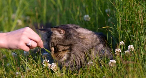 Cat smelling chamomile and playing with female hand 库存影片 127636666