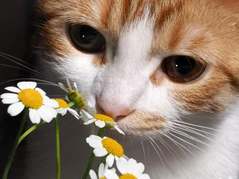 Cat smelling a daisy Stock Photos