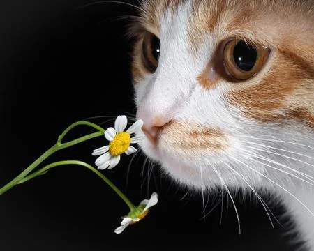 Cat smelling a daisy Stock Photos