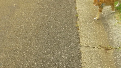 Cat smelling a dead snake on road Stock Footage 92048480