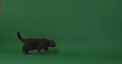 Cat smelling the floor Stock Footage 102991190