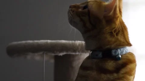 Cat smelling Stock Footage 169617983