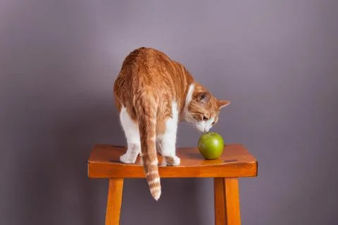 Cat smelling a green apple in studio Stock Photos