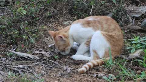 Cat smelling ground - Flehmen reaction / Flehmen response Stock Footage 313676689