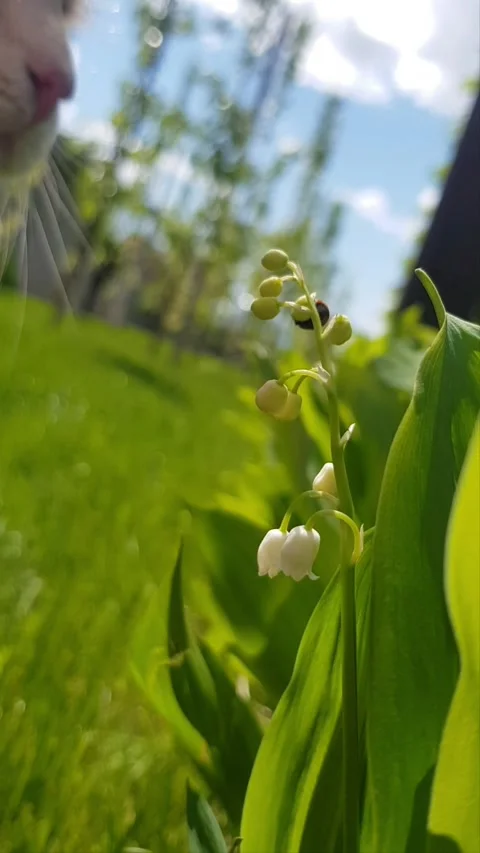 Cat Smelling Lily of the Valley with Ladybug on Grass Stock Footage 296074705