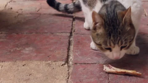 Cat smells a bone and licks the floor Stock Footage 290952995