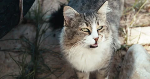 The cat smells 動画素材 143481469