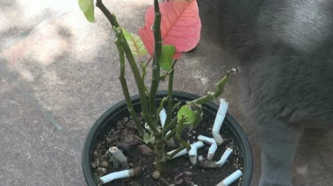 Cat smells a plant Stock Footage 11022777